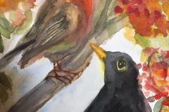Amsel-rotated